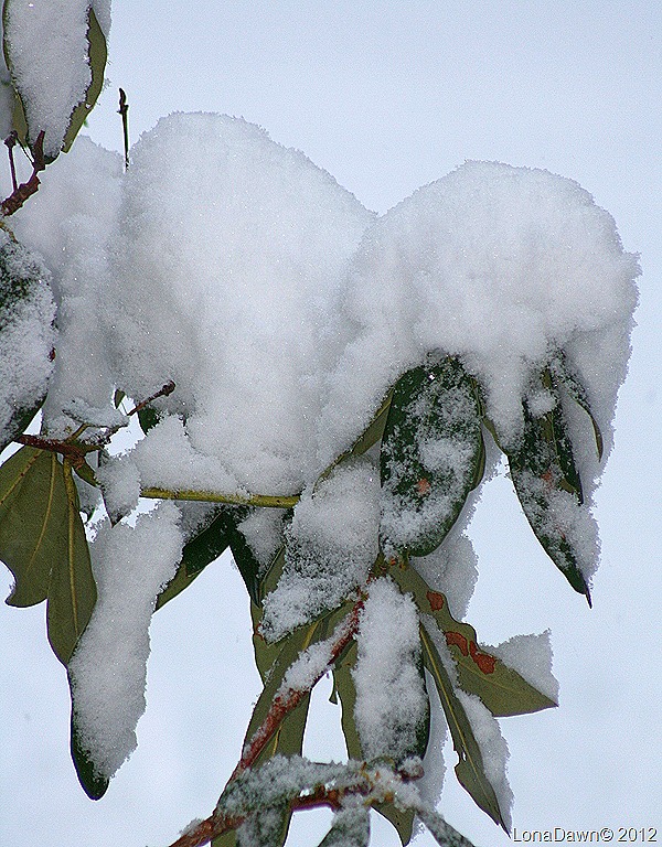 [Rhododendron_Snow_Dec292012%255B7%255D.jpg]