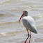 American White Ibis