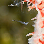 ornate ghost pipefish baby