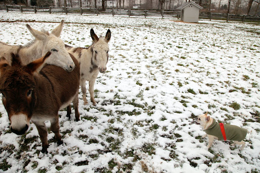 Do you donkeys huddle like that for warmth or do you just love each other?