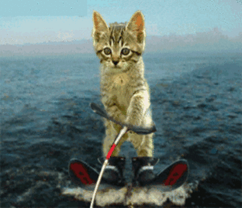 cat surfs