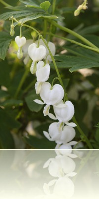 bloemen in de tuin 006