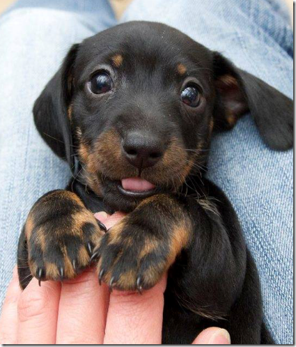 perros pequeños perros pequeños