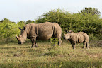 White rhino mother and child.