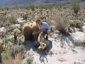 Big barrel cactus family.