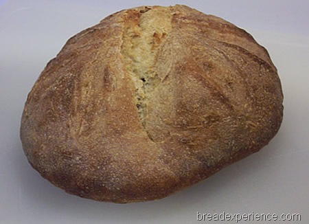 [einkorn-levain%2520022%255B1%255D.jpg]