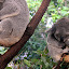 Koalas Sleep 18-20 Hours A Day - Brisbane, Australia