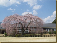 杵原分校の桜