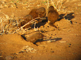 A little dwarf mongoose family in the early morning! Transition to Madagascar - 071.jpg