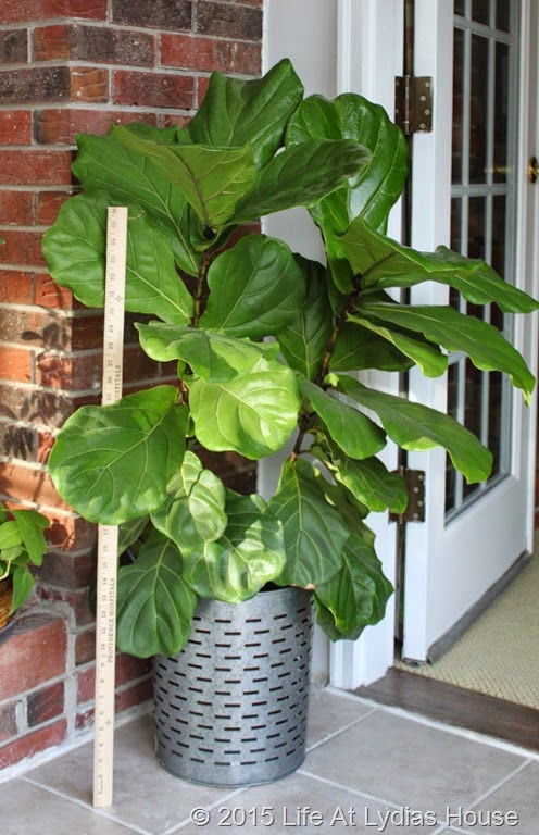 [fiddle%2520leaf%2520fig%2520tree%2520w%2520yardstick%255B14%255D.jpg]