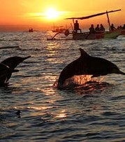 [lovina%2520dolphin%2520at%2520sunrise%255B6%255D.jpg]