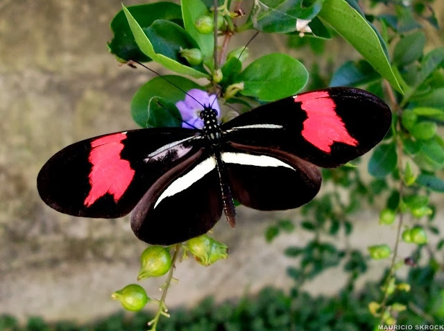 Heliconius erato phyllis (FABRICIUS, 1775). Environs de Curitiba (Paraná, Brésil), 7 février 2010. Photo : Mauricio Skrock