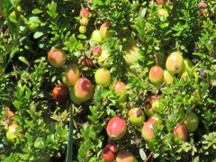 cranberries are ripening 8.8.2013