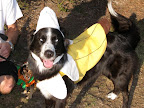 Like Emma, Hannah (Banana) was going to be destroyed before Faye took her in.  She was said to be shy and depressed so no one believed she would get adopted. She looks pretty happy and perky as a banana! Yay Faye!