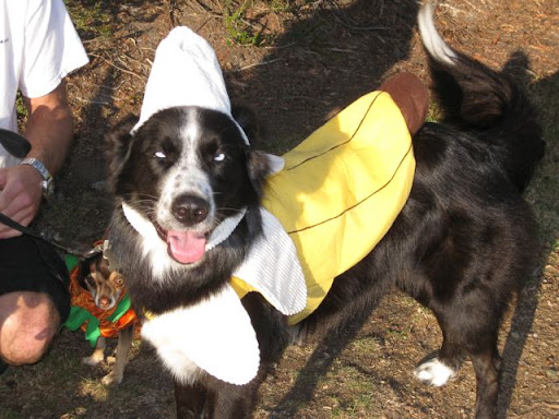 Like Emma, Hannah (Banana) was going to be destroyed before Faye took her in. She was said to be shy and depressed so no one believed she would get adopted. She looks pretty happy and perky as a banana! Yay Faye! Like Emma, Hannah (Banana) was going to be destroyed before Faye took her in. She was said to be shy and depressed so no one believed she would get adopted. She looks pretty happy and perky as a banana! Yay Faye!