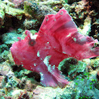 Pink frogfish (Menjangan, North Bali)