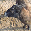 BP-20111111-zoo-025.jpg
