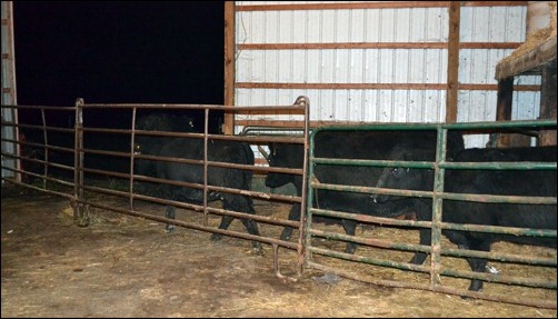 turn the cows out turn the cows out