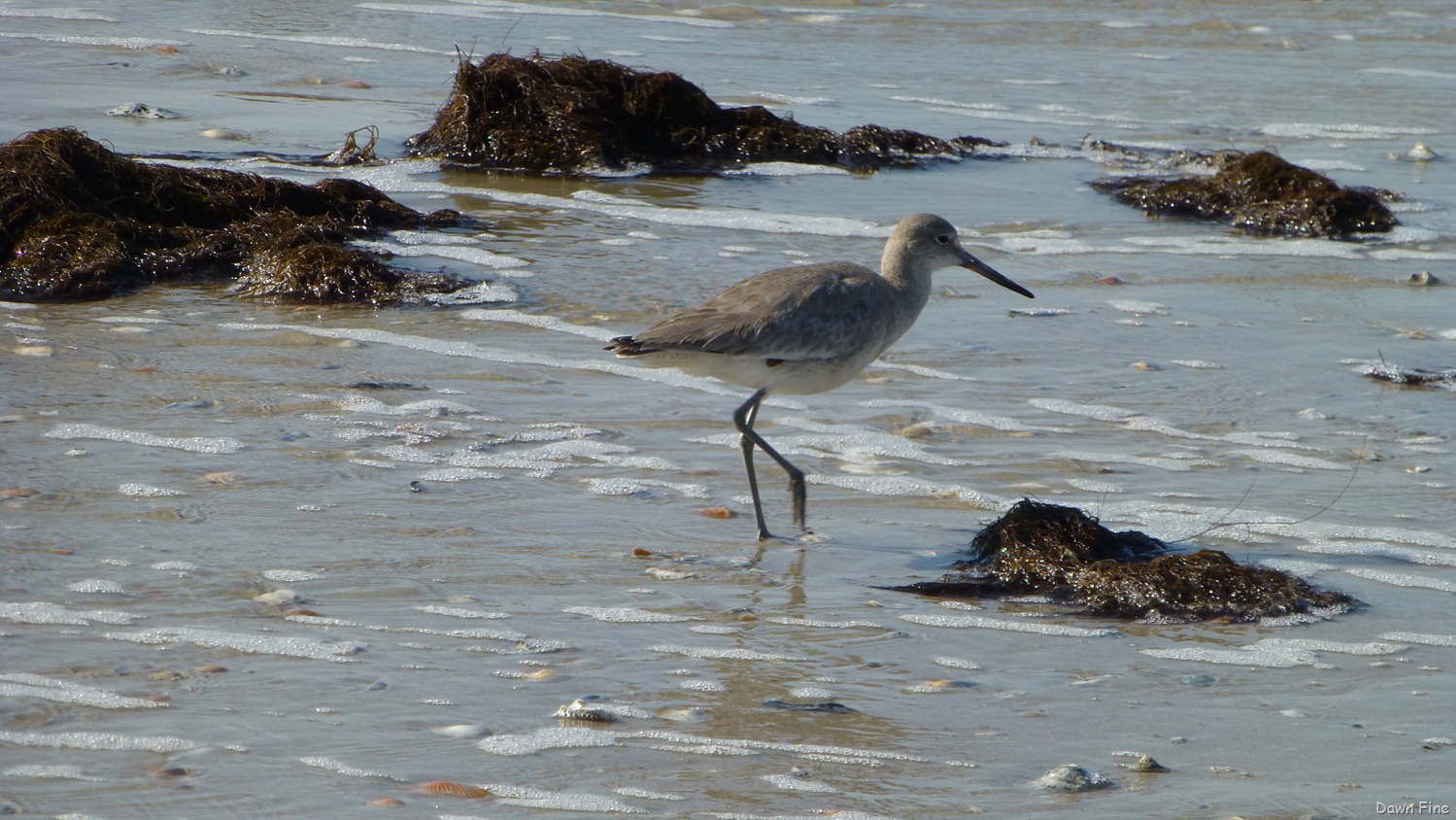 [edisto-beach_0763.jpg]