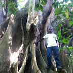Ficus Benjamini XXL © Foto: Doreen Schütze | Outback Africa