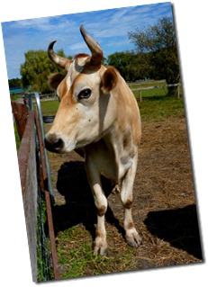 cow