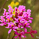 Orquídea