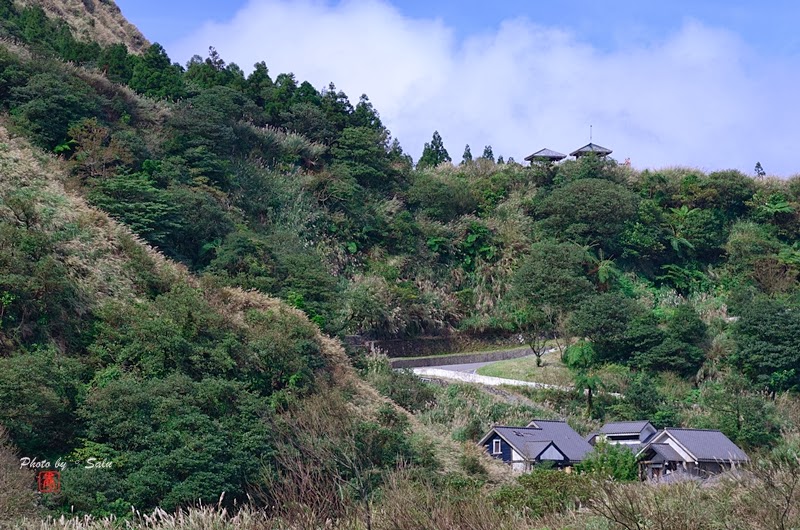 台北 陽明山 冷水坑 擎天崗 秋 芒