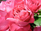 Hot pink petals.