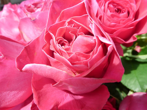 Hot pink petals.