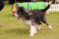 Sheepdog kept on her lead!