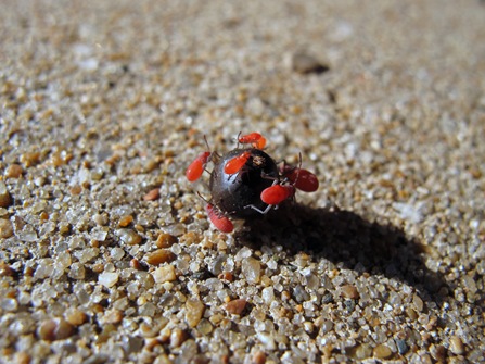 Many red bug nymphs on seed