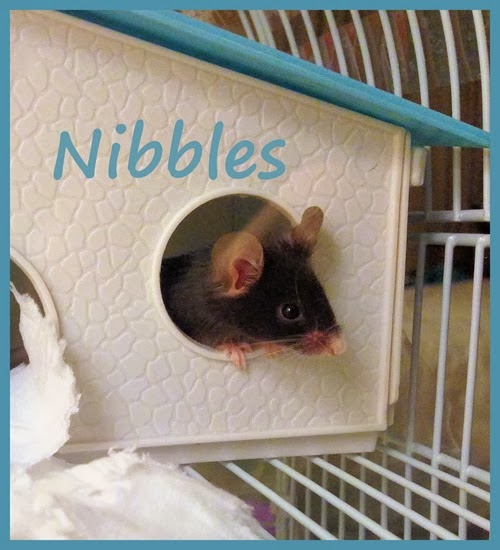 Nibbles the Mouse