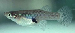 Mosquitofish Mosquitofish