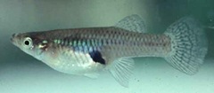 Mosquitofish