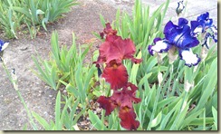 Brown Iris