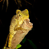 Chameleon halfway up the Tanggamus trail (Chris Whiting, November 2010)