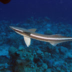 IMG_9600.JPG