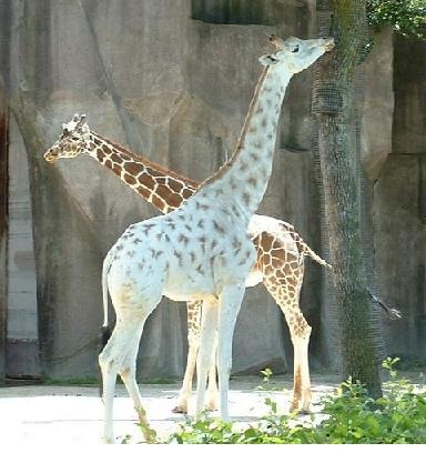 [albino-giraffe2-pt4.jpg]