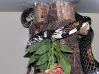 p1235399291(1).jpg