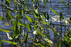 Reeds, Cache Lake