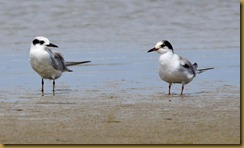 b Common and Forster's terns D7K_3372 August 13, 2011 NIKON D7000 b Common and Forster's terns D7K_3372 August 13, 2011 NIKON D7000