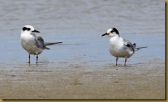 b Common and Forster's terns D7K_3372 August 13, 2011 NIKON D7000