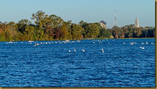 LSU Pelicans