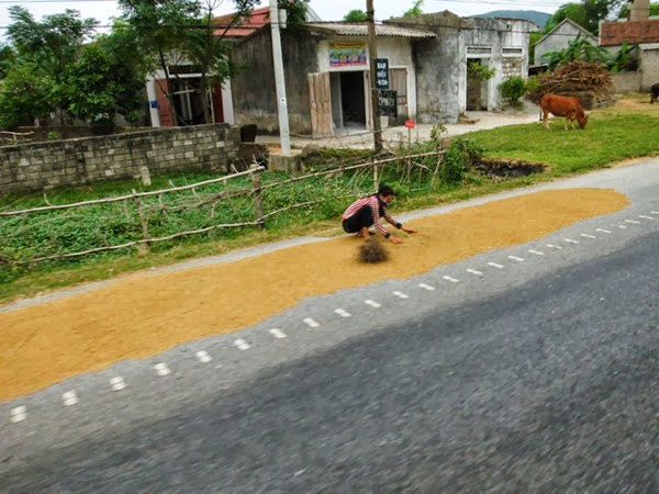 Freshly harvested rice left out to dry on the road
