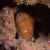 P6158326