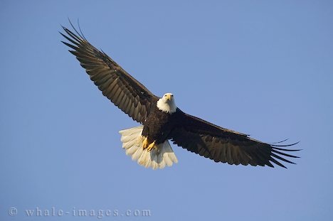 [soaring-bald-eagles_111%255B5%255D.jpg]