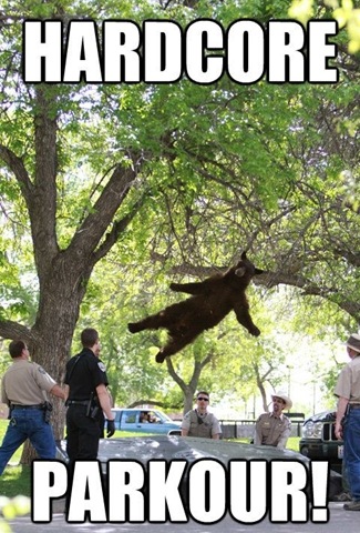 [falling-bear-meme-2%255B2%255D.jpg]