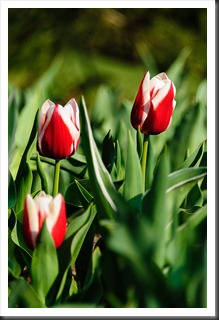 Early tulips at Brookside Gardens