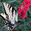 Male Tiger Swallowtail