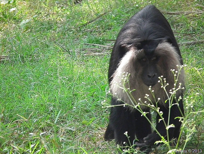 Lion Tailed Macaque